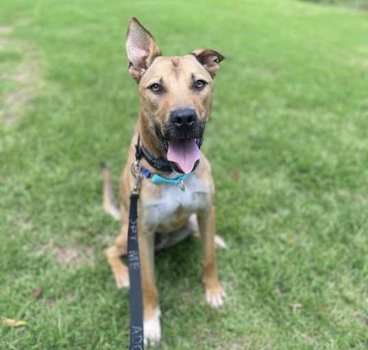 Photo of Trooper