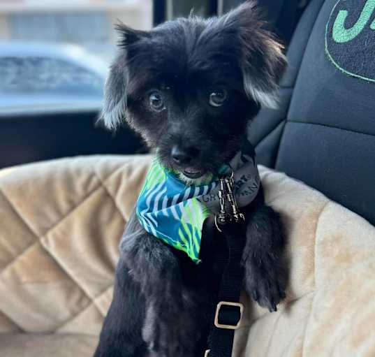 Photo of Tater Tot (Dallas)