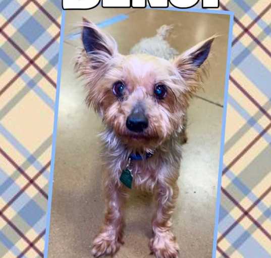 Photo of Benji (Dallas)