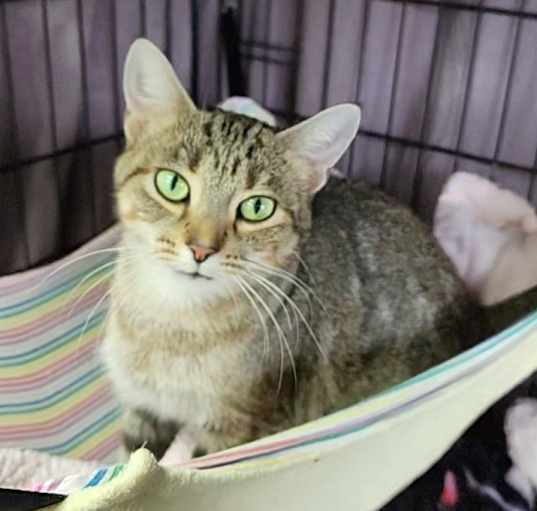 Photo of Cheddar
