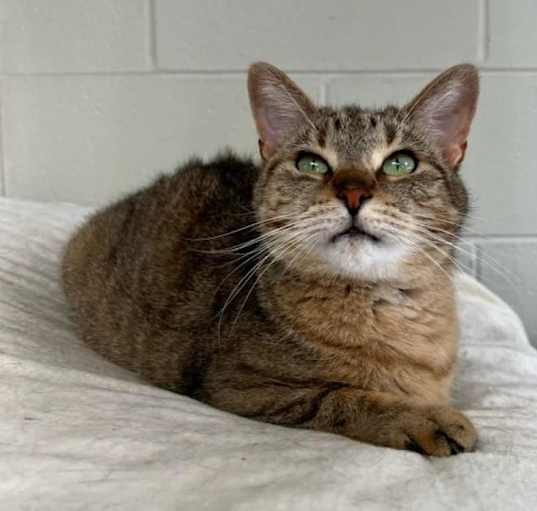 Photo of Ginger