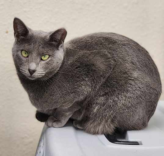 Photo of Pepper