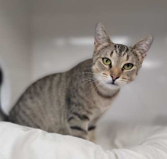 Photo of Pretzel