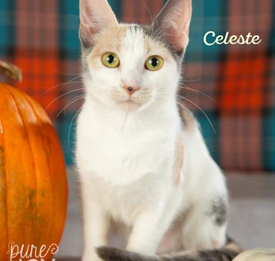 Photo of Celeste
