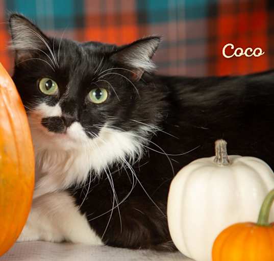 Photo of Coco