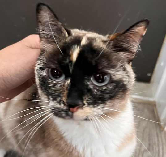 Photo of Miss Scarlet