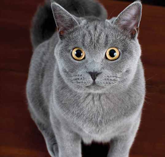 Photo of Smokey