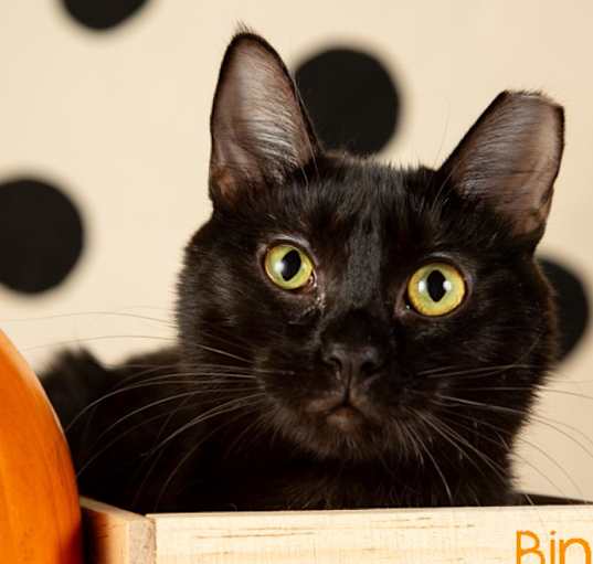 Photo of Binx