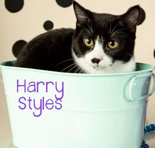 Photo of Harry Styles