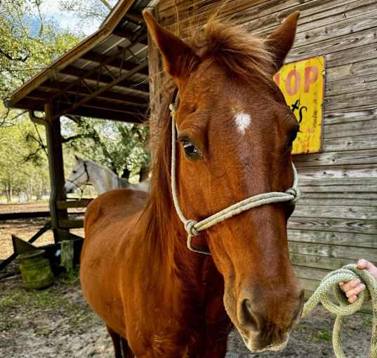 Photo of Herby