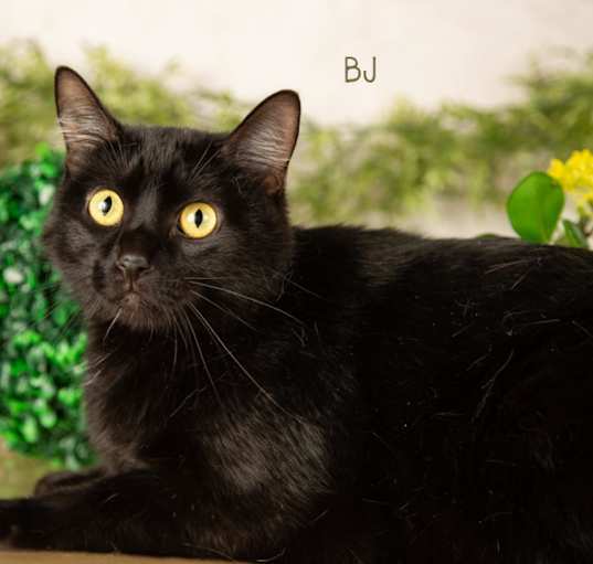 Photo of BJ