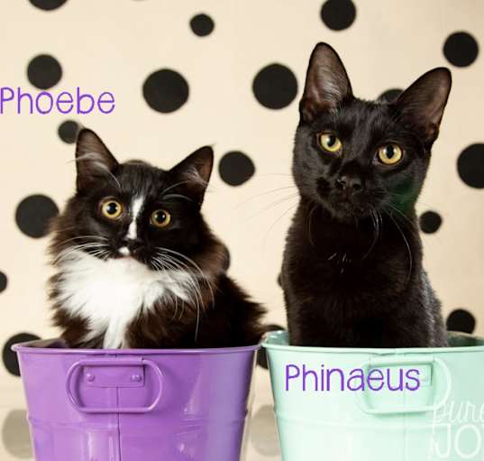 Photo of Phineas