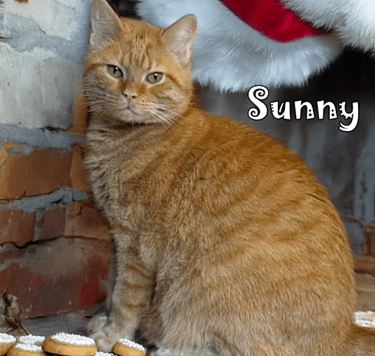 Photo of Sunny (FeLV+)