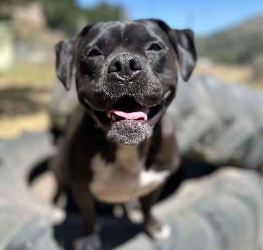 Photo of Scout