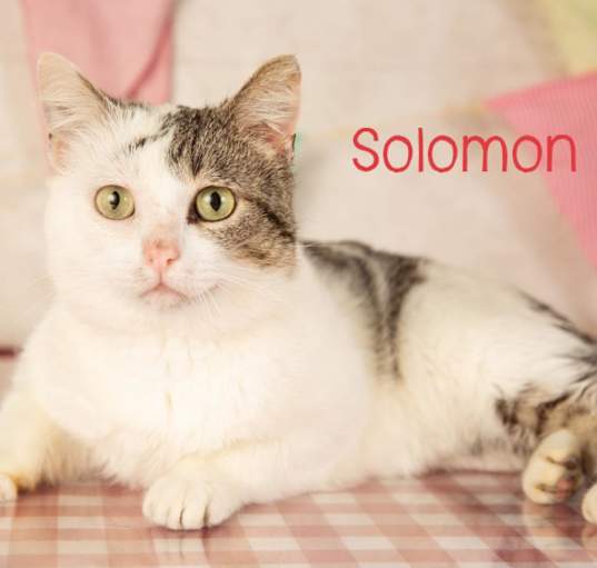 Photo of Solomon