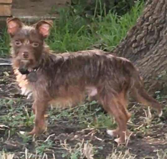 Photo of Bobo (Dallas)