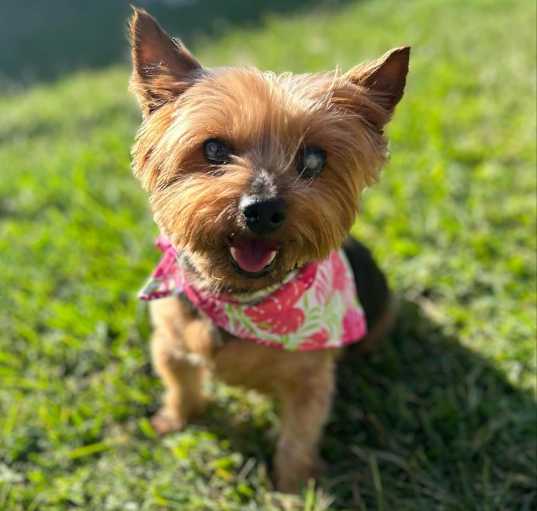 Photo of Starla (Dallas)