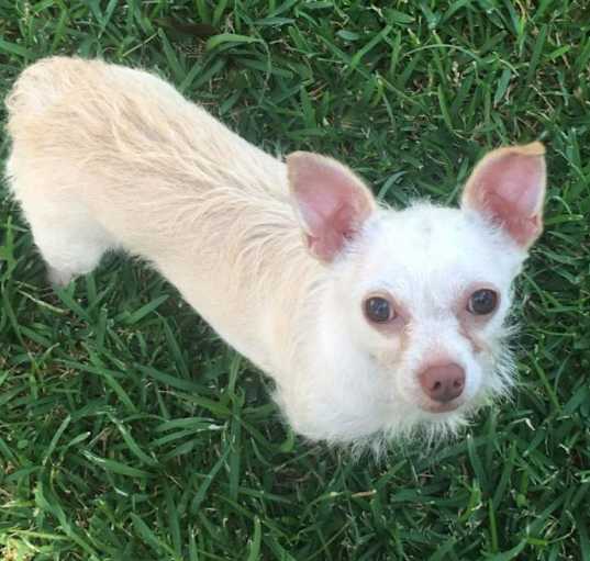 Photo of Bitsy (Dallas)