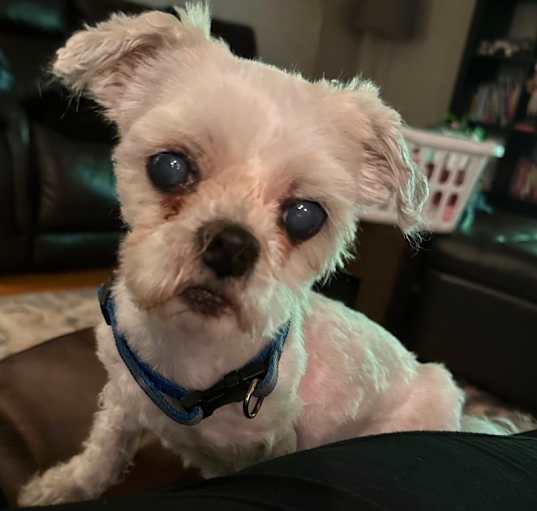 Photo of Willie