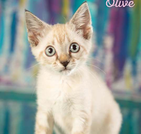 Photo of Olive