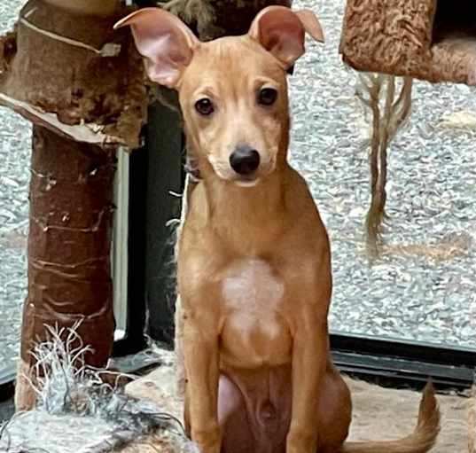 Photo of Cookie