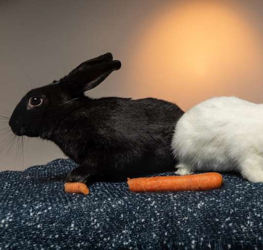 Photo of Pepper (bonded with Salt)