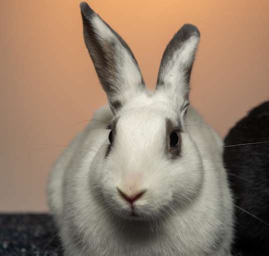 Photo of Salt (bonded with Pepper)