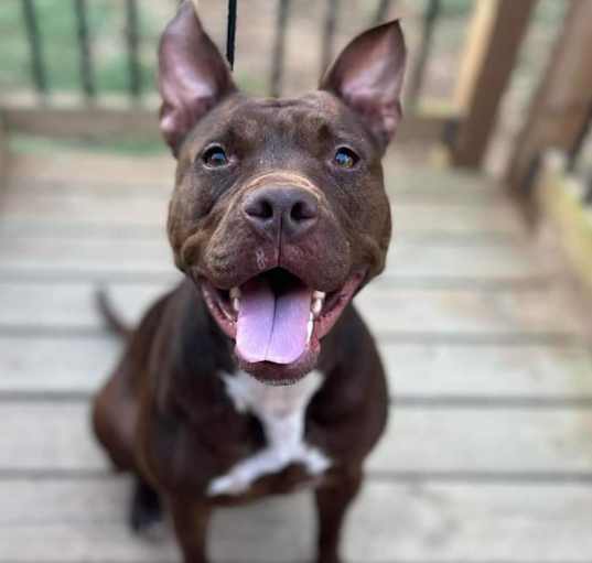Photo of Millie OFF SITE at Mutts with Manners
