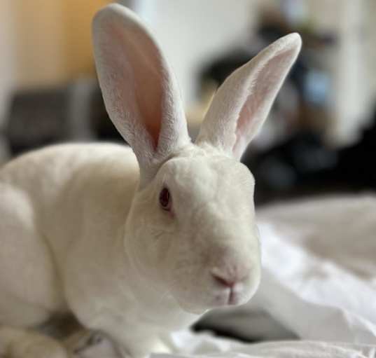 Photo of Bugs