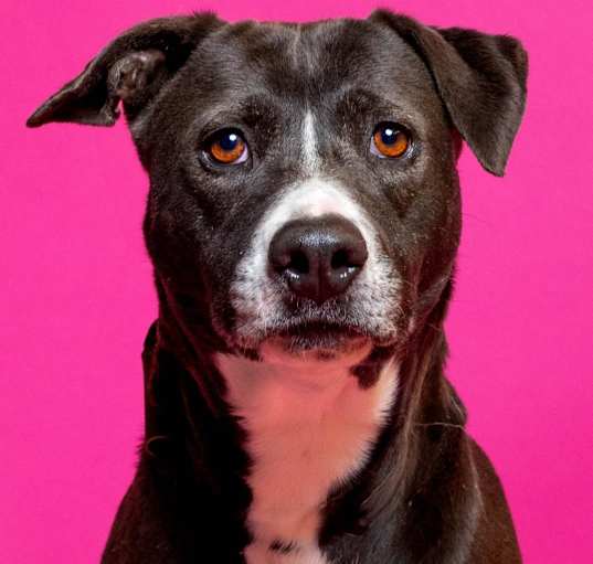 Photo of Roxie