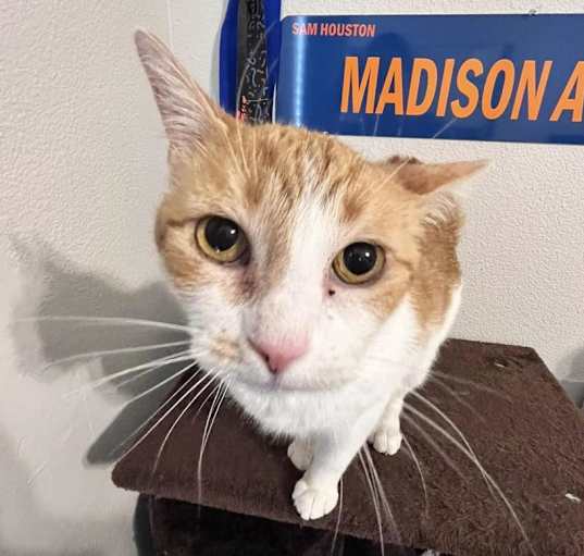Photo of Nala