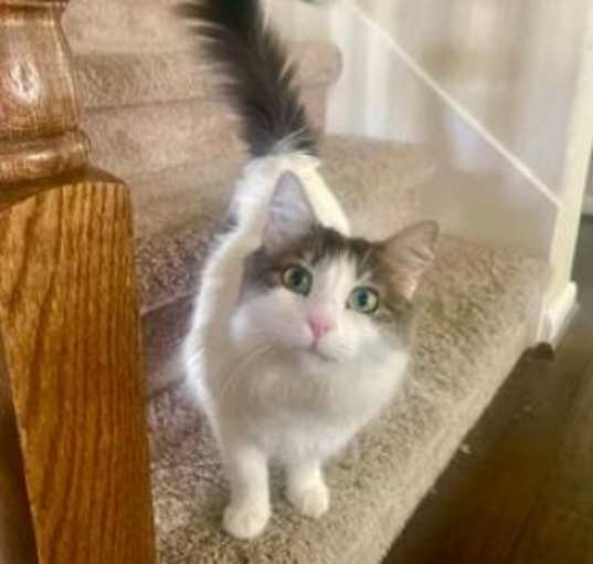 Photo of Tovah