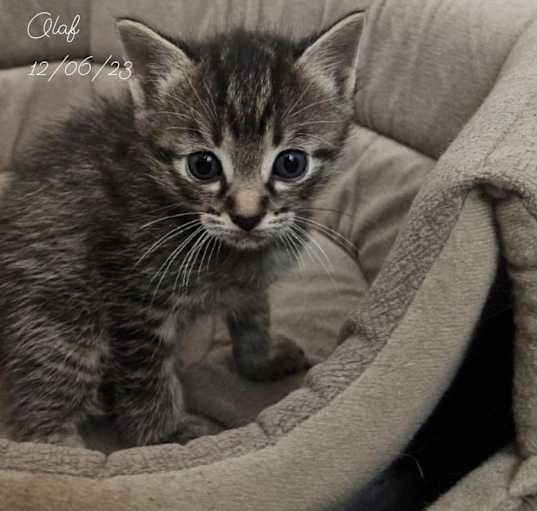 Photo of Olaf