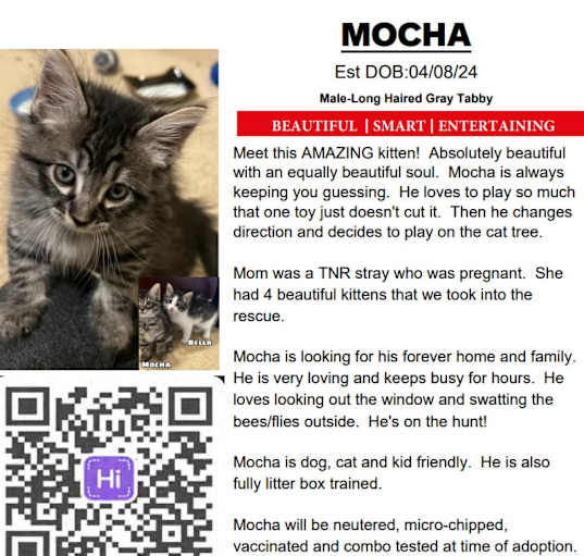 Photo of Mocha