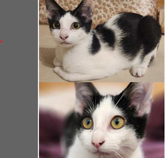 Photo of Mischief