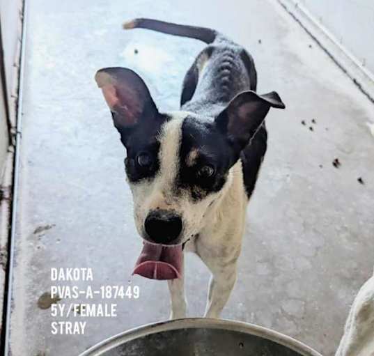 Photo of Dakota