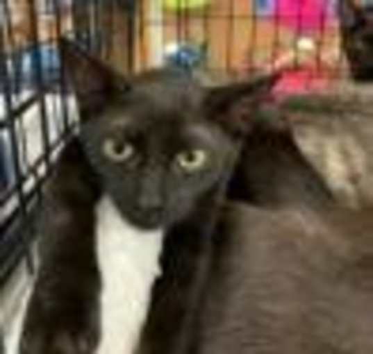 Photo of Lilly