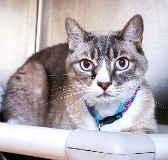 Photo of Mulder (bonded with Scully)