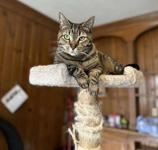 Photo of Tigger