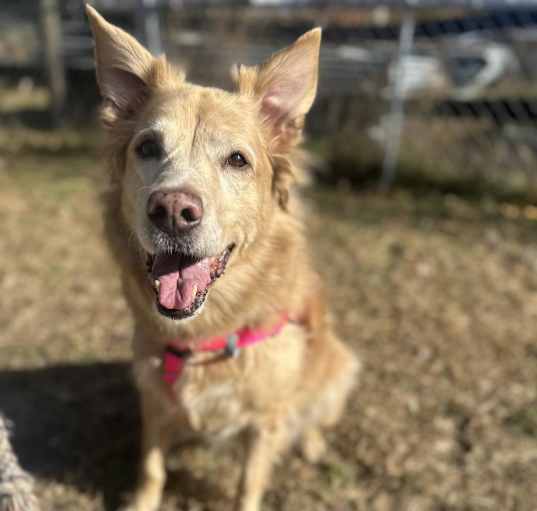 Photo of Pebbles