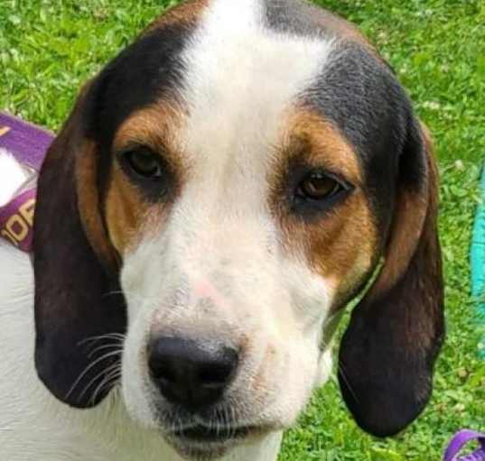 Photo of Sadie