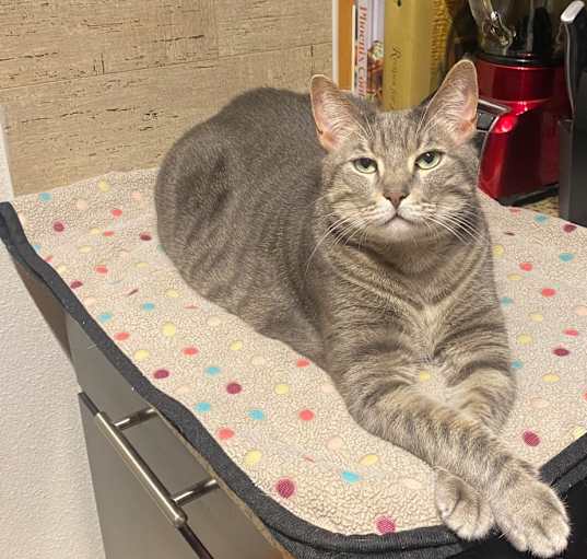 Photo of Pepper