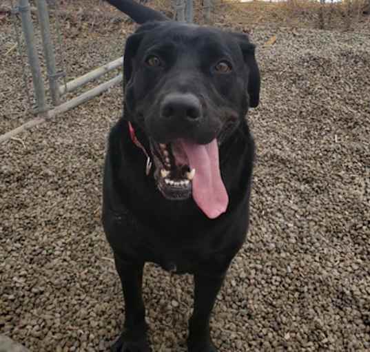 Photo of Licorice - SPONSOR ME