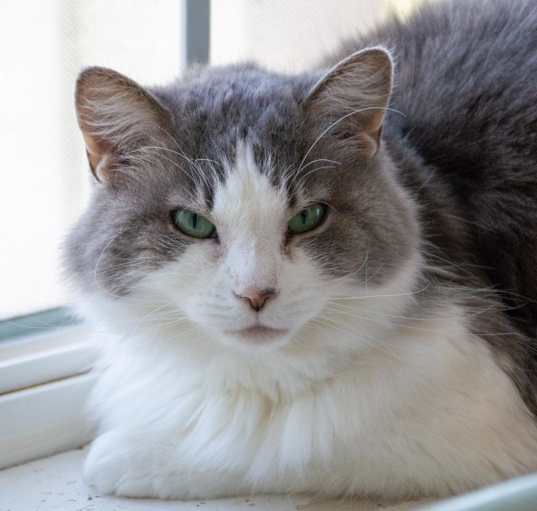 Photo of Artemis