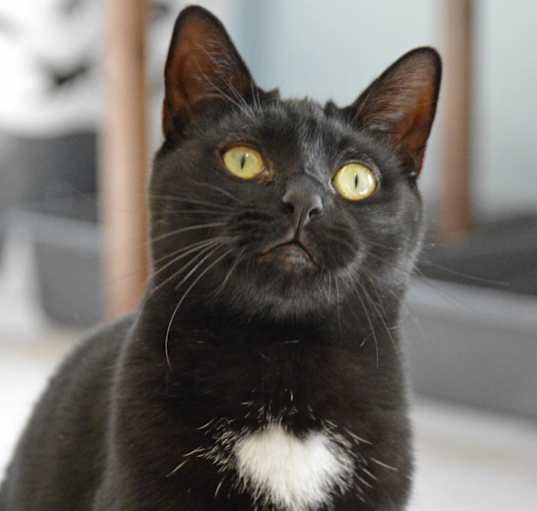 Photo of Boo