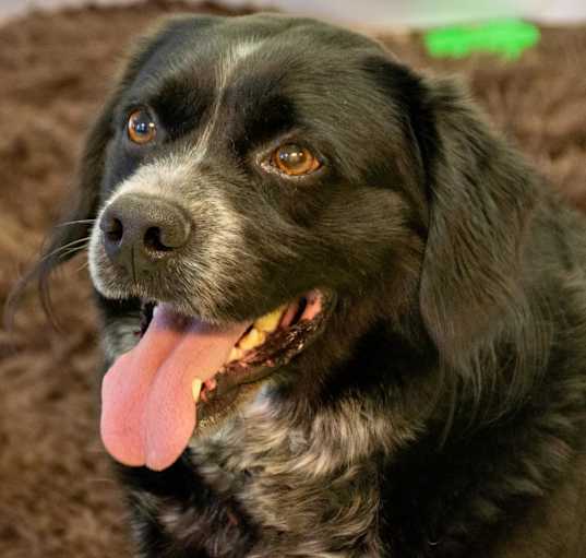 Photo of Dillon