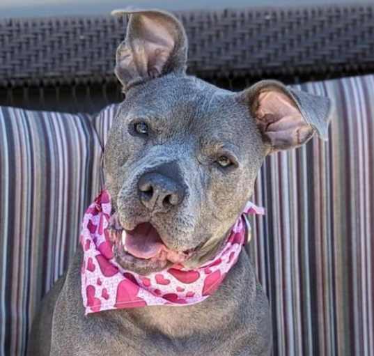 Photo of Love Bug