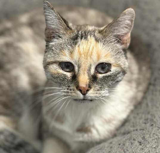 Photo of Kitty Kitty