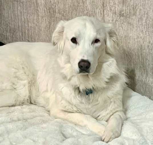 Photo of Snowy
