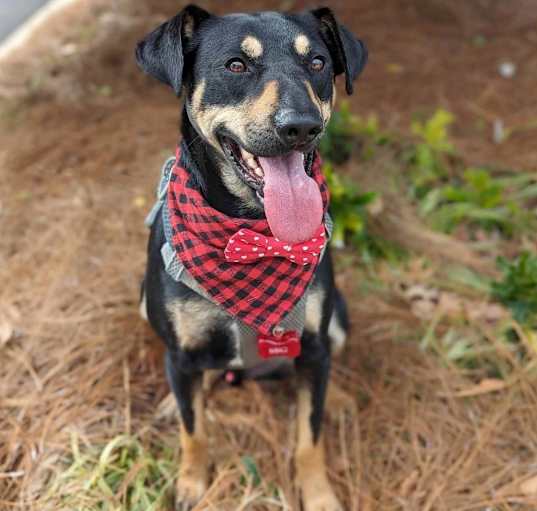 Photo of Buck